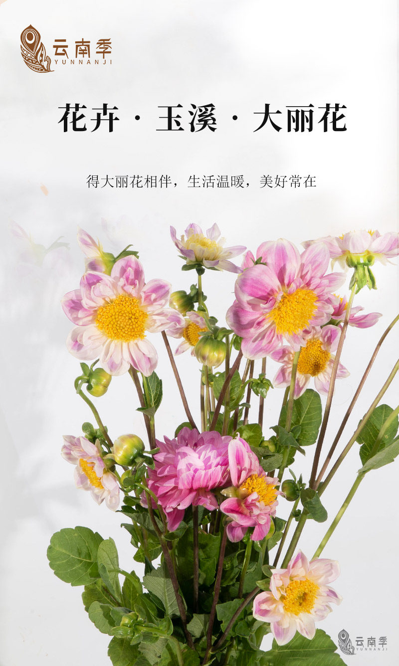 大丽花_01