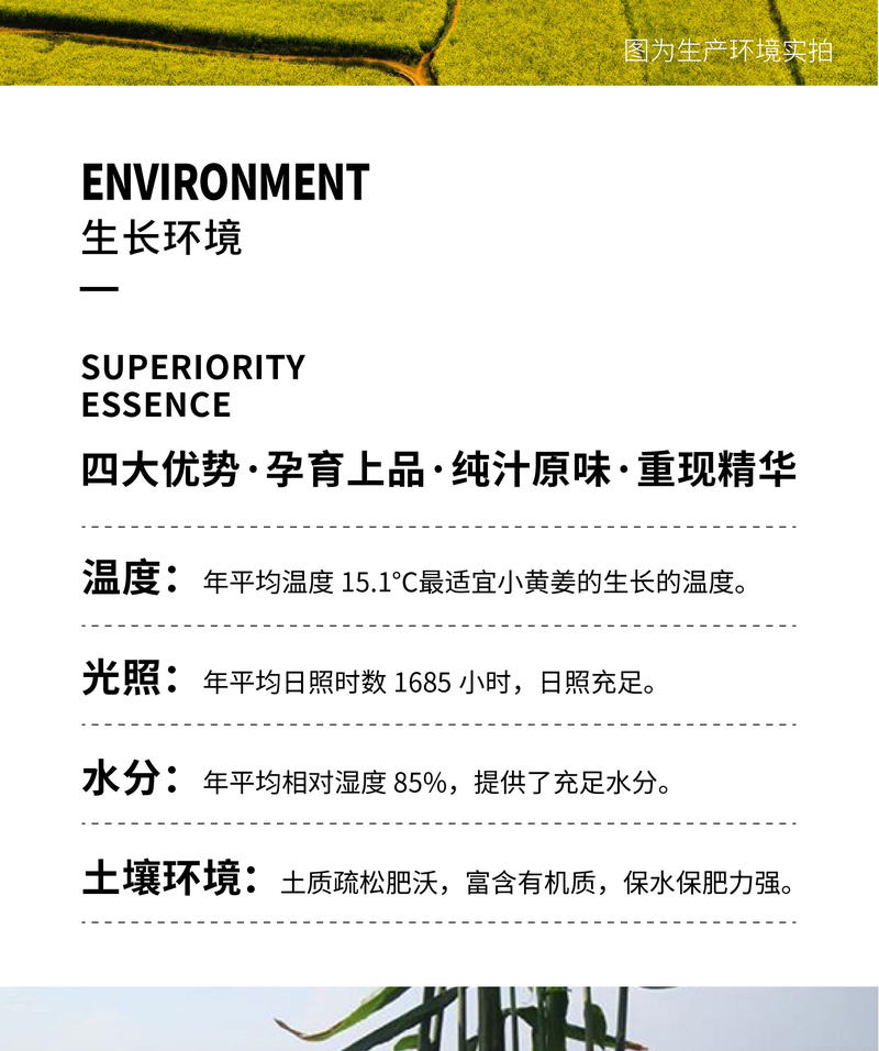 小黄姜干姜片_07