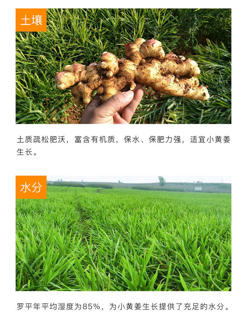 姜汁蜂蜜夹心糖详情_05