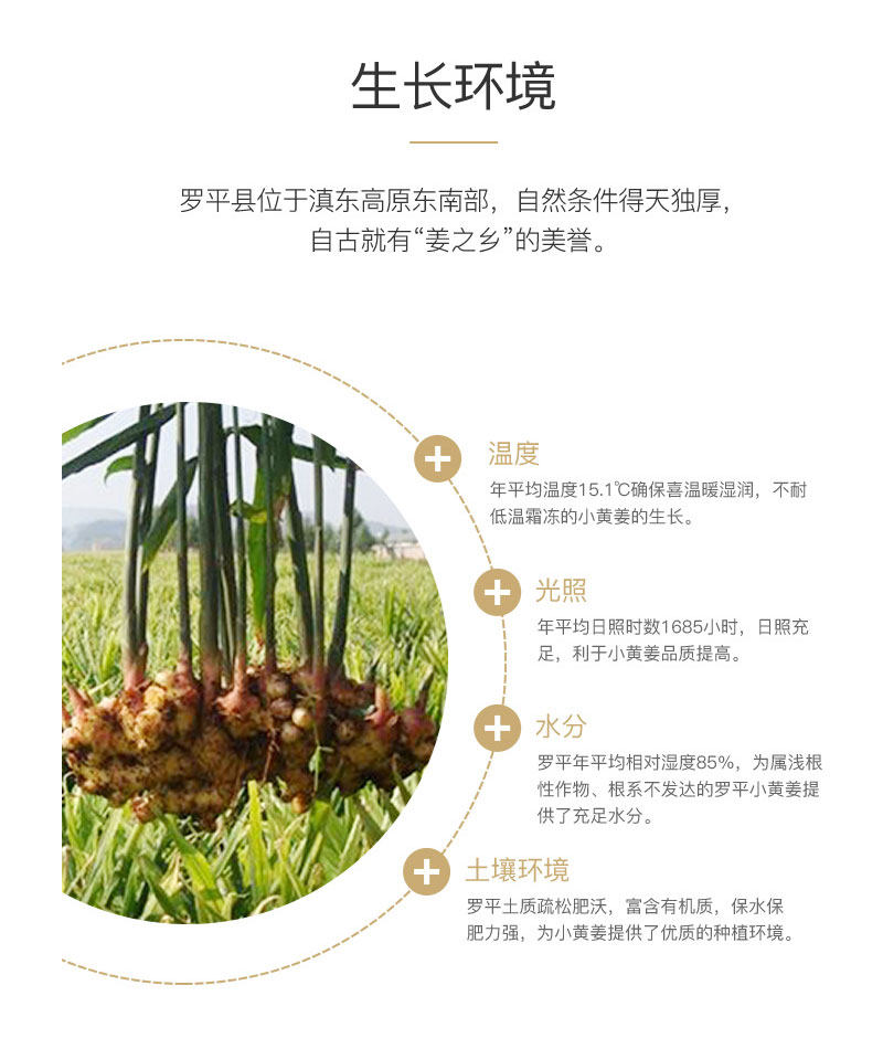 姜贴详情页_04
