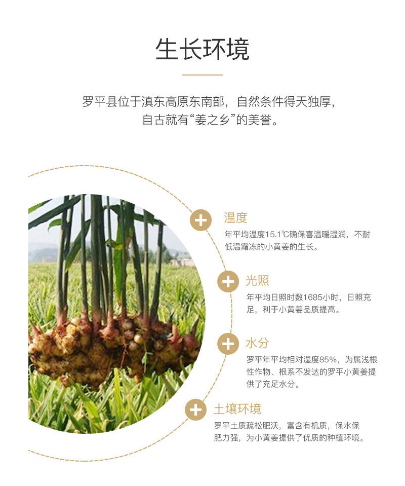 湿克宝姜贴_04