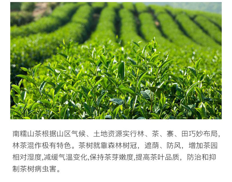 普洱茶_05