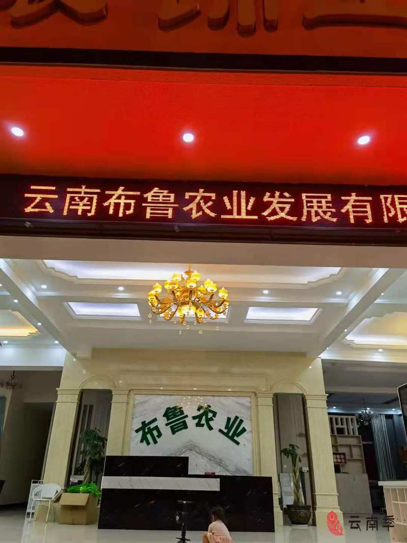 金银花4