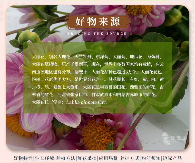 大丽花_02