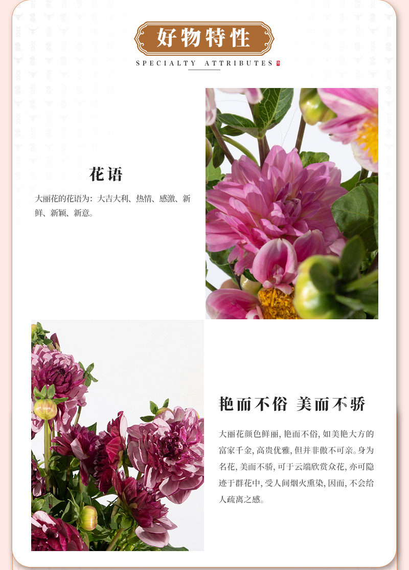 大丽花_03