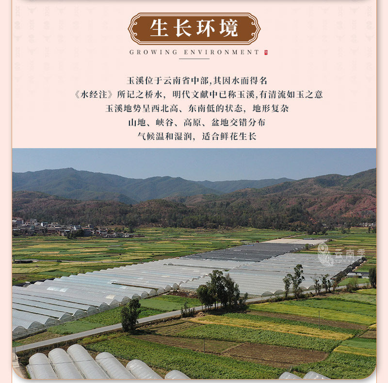 大丽花_04