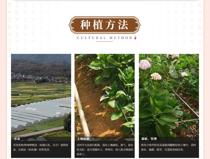 大丽花_05