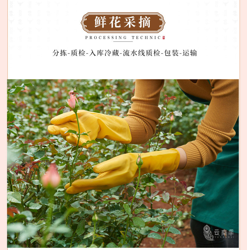 大丽花_06