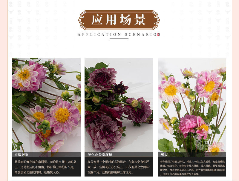 大丽花_07