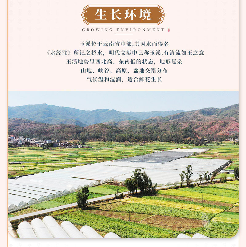 波浪洋桔梗-_04