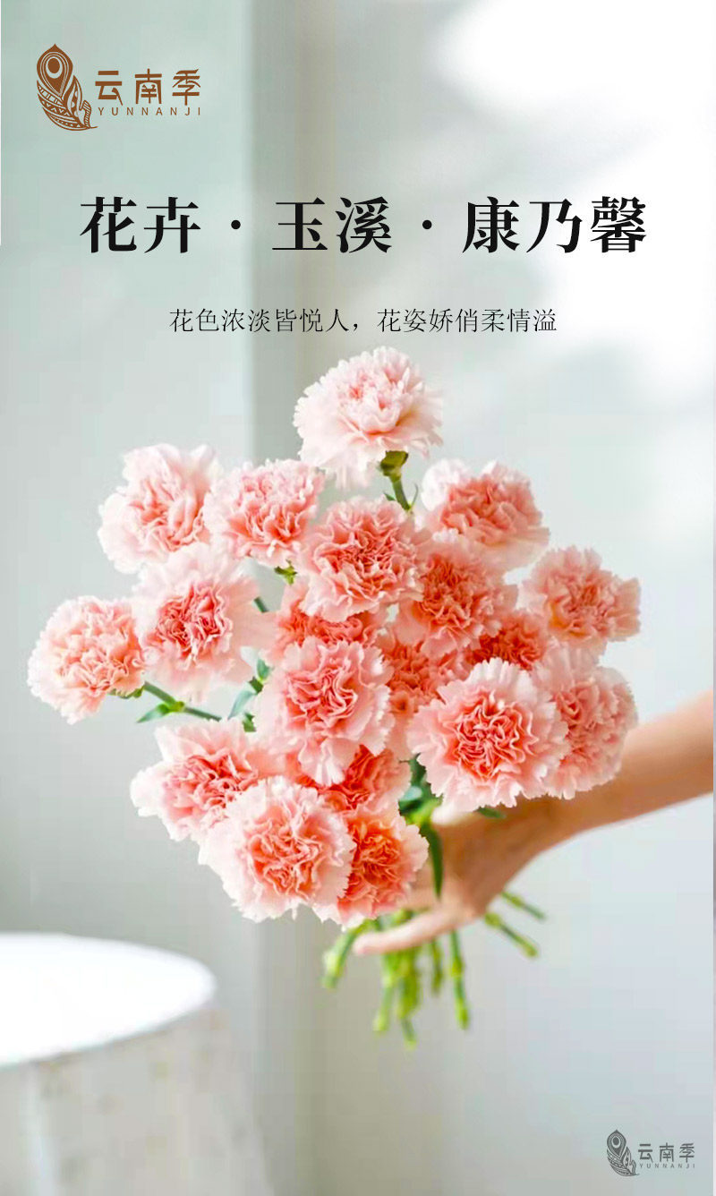 康乃馨_01