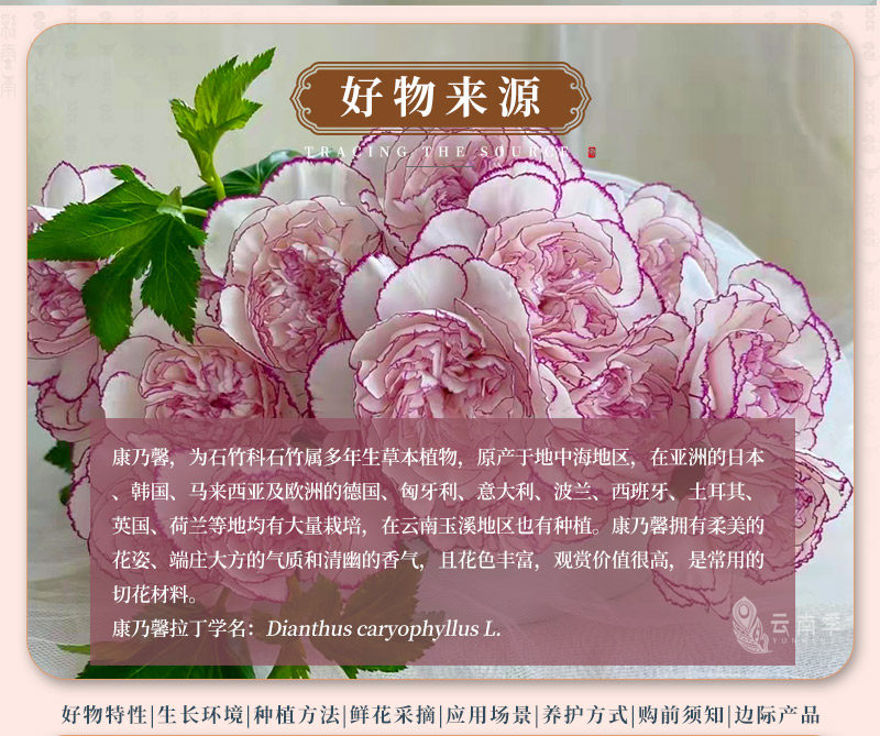 康乃馨_02