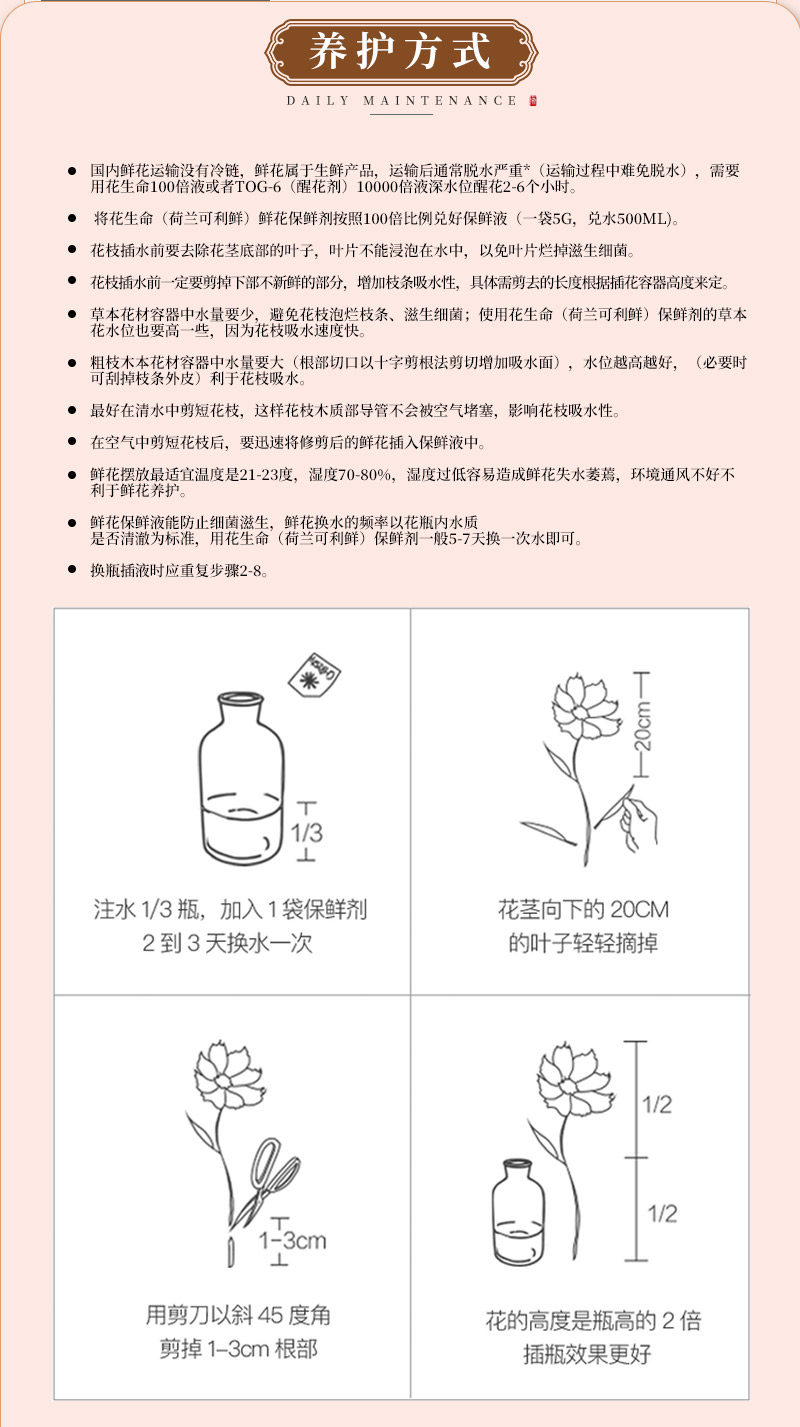 康乃馨_08