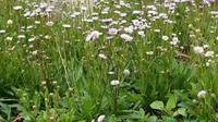 【灯盏花的种植技术】灯盏花怎么养