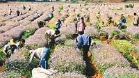 云南泸西灯盏花种植年产值4亿元 惠及8000农户