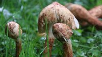 全省首例！黑皮鸡枞菌在潞城正式栽培试验成功