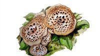 菌菇传奇—虎掌菌