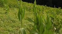 披麻草根泡酒可治跌打损伤