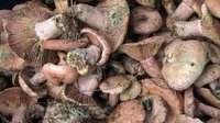 松树菌的营养价值有多高？
