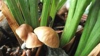 松树菌是怎么形成的？