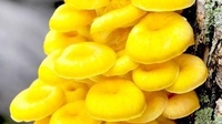 什么是金黄喇叭菌？