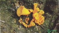 金黄喇叭菌是什么样的？