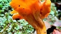 种植金黄喇叭菌时，我们应该注意哪些问题？