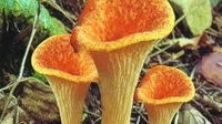 你知道如何栽培金黄喇叭菌吗？