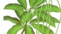 世界中联多措并举推进中医药国际传播与发展