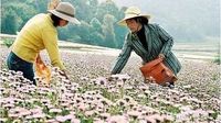 红河灯盏花的生产情况，你知道吗？