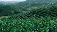 云茶如何更好的走出去 代表是这样建议的