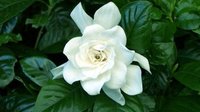 昆明植物园山茶展将2月开展