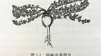 玛卡的历史