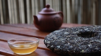 普洱茶树最适宜生长的环境条件