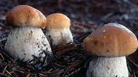 牛肝菌对生长条件究竟有什么要求
