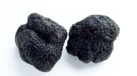 娇气而又霸道的松露对环境无比挑剔