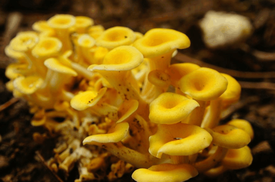 玉皇蘑