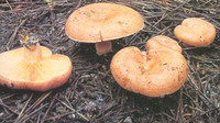 谷熟菌名字来源