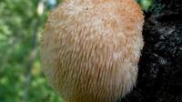 什么是猴头菇？