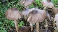 小鸡枞成为致富新产业