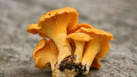 鸡油菌生长环境