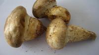 老人头菌分布范围