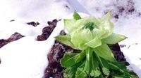 雪莲花的生长条件
