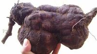 何首乌的种植方法