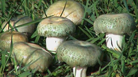 何为青头菌？