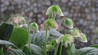 岩白菜的基本信息