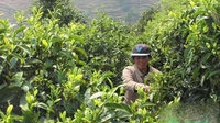 云县发展生态茶园助农增收致富 茶叶产值达2000万