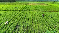 茉莉飘香元江热坝 4500亩种植地成我国重要产区