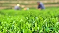 临沧春茶市场供销两旺