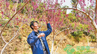 下岗工人饶世润—桃花园里孕育新希望